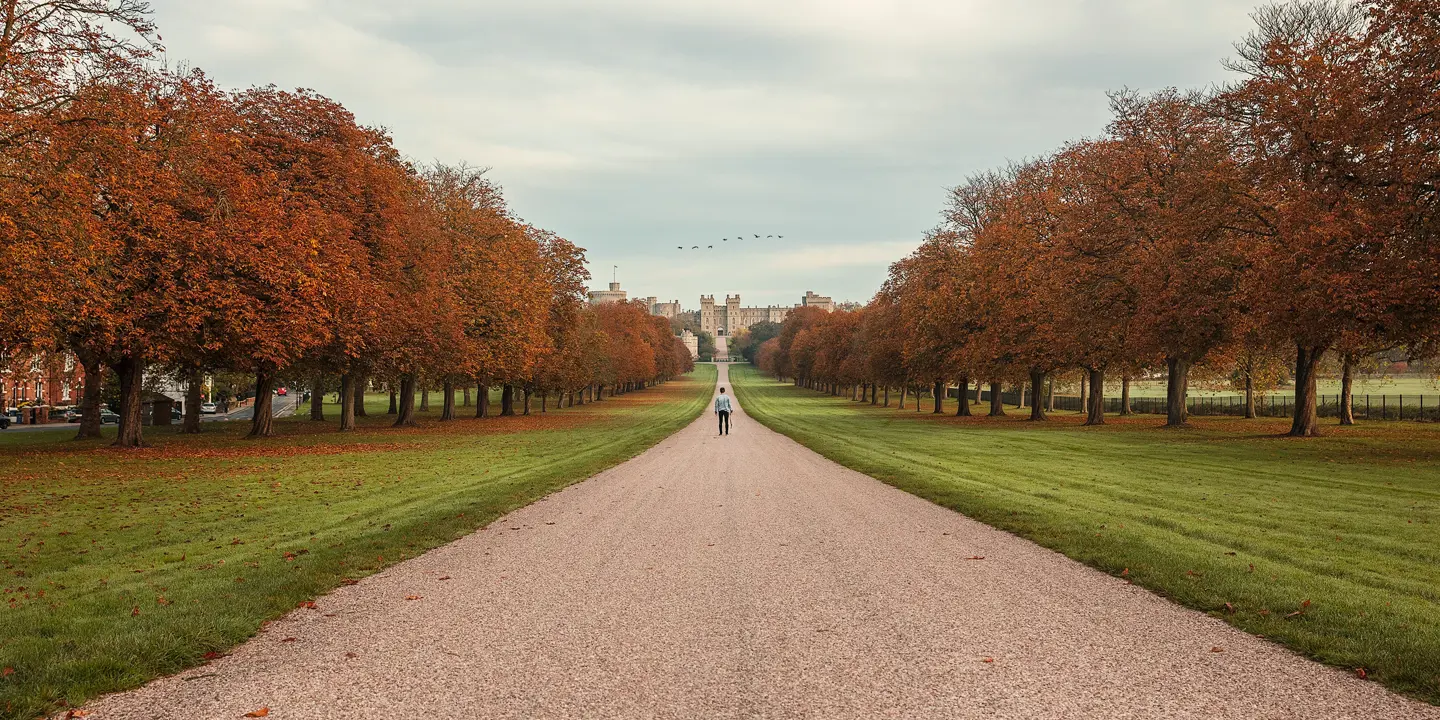 A road paved with trees on either side.