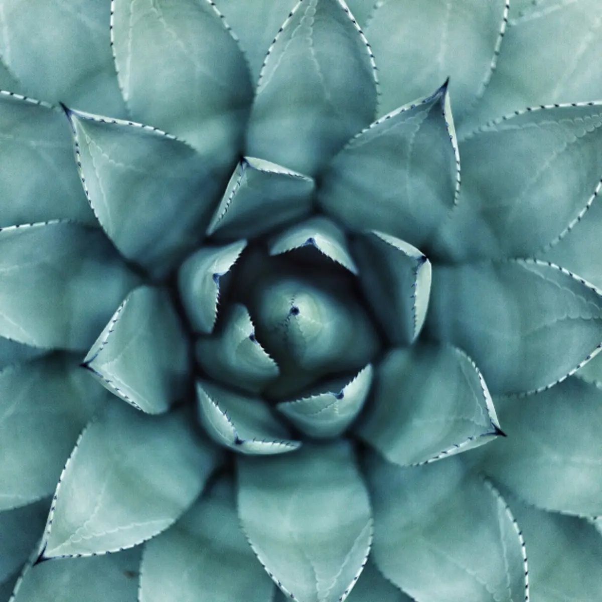 Close-up of a lush green plant with vibrant leaves.