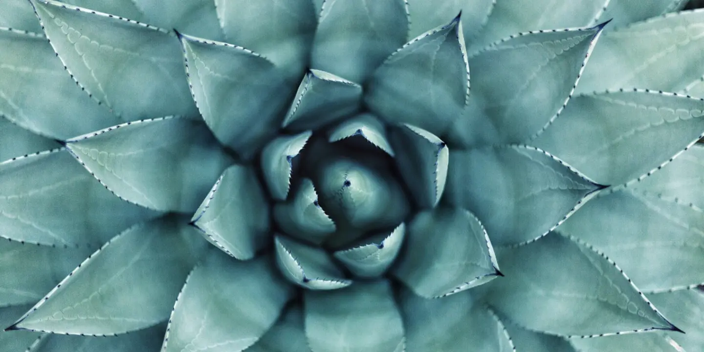 Close-up of a lush green plant with vibrant leaves.