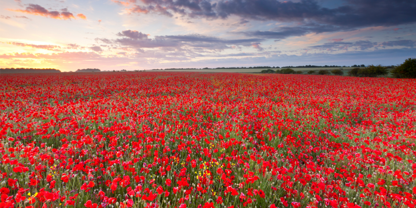 Red poppies in a field under a cloudy sky.